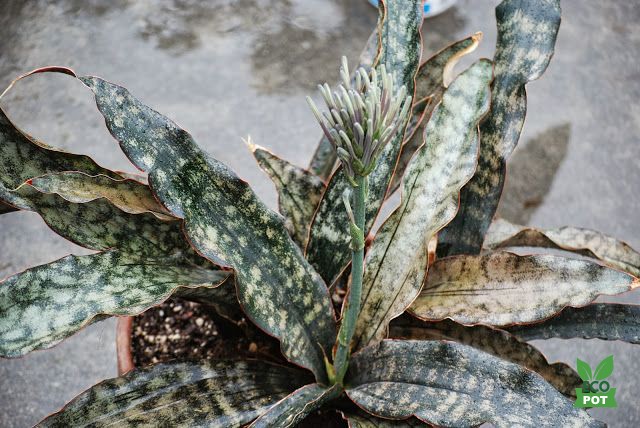 Cây Lưỡi Hổ Sansevieria Kirkii